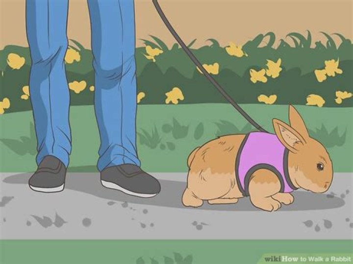 【How-to】How to Walk a Rabbit