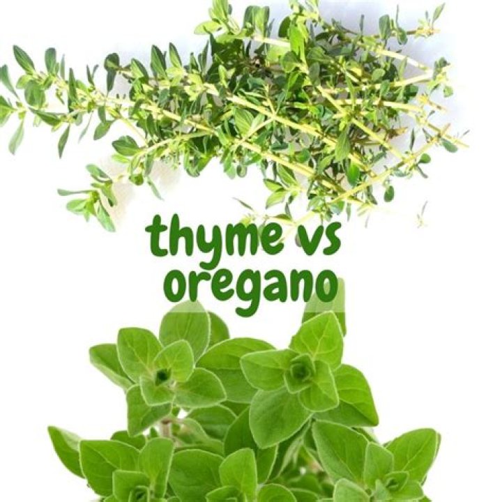 【How-to】Is it pronounced oregano or oregano