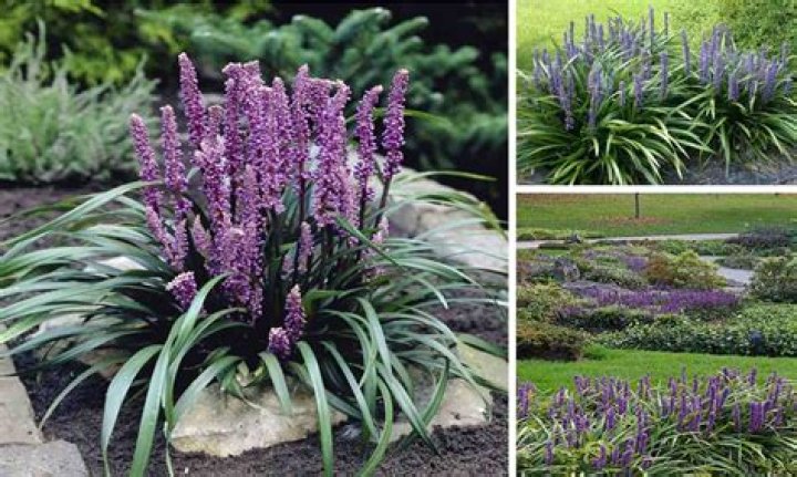 【How-to】Is muscari blue a perennial