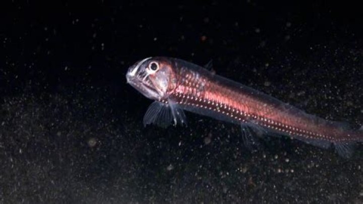 【How-to】Is the viperfish bioluminescence - Howto.org
