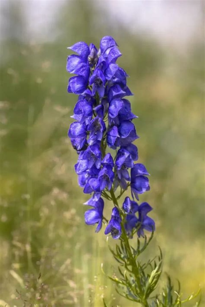 【How-to】Is wolfsbane a real flower