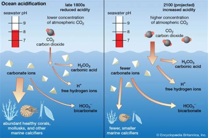 【How-to】What animals are most affected by ocean acidification