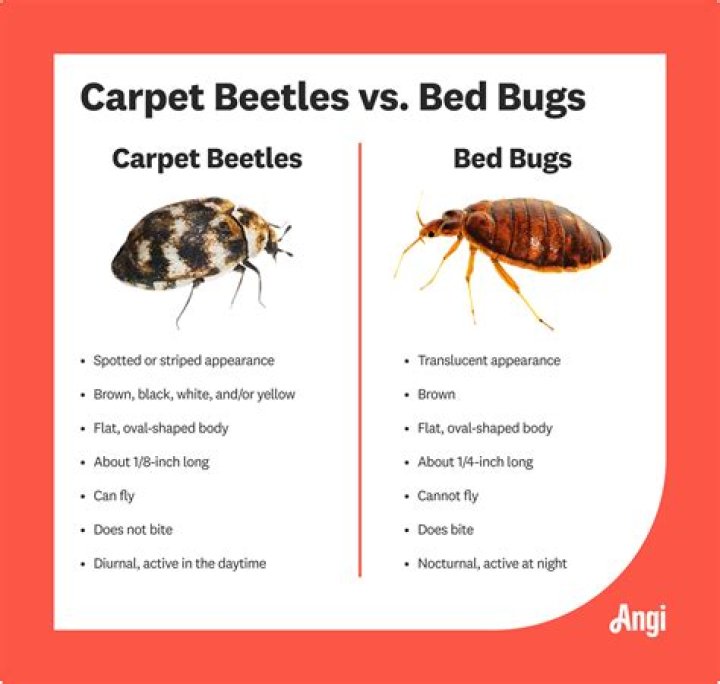 【How-to】What bugs eat wisteria leaves