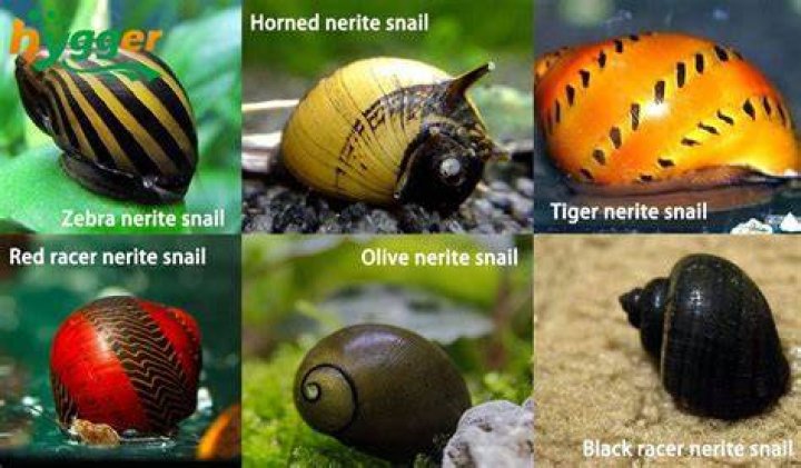 【How-to】What do water snails eat