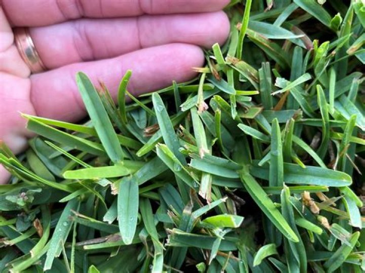 【How-to】What does new centipede grass look like