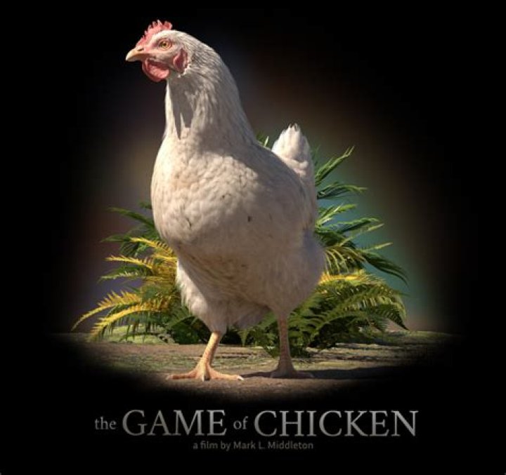 【How-to】What does playing chicken mean