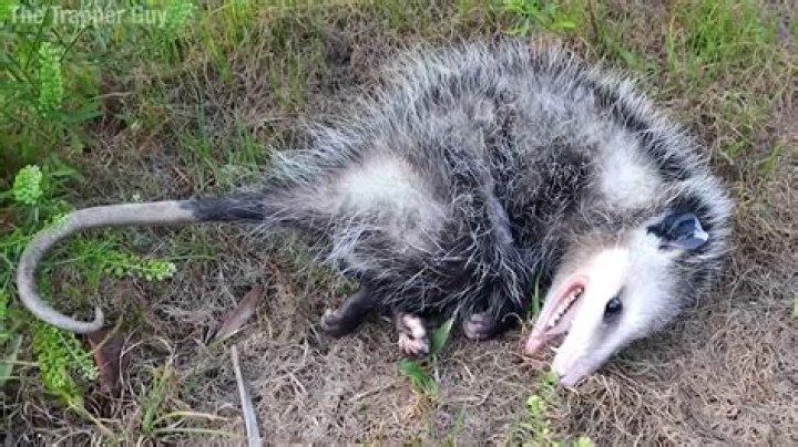【How-to】What does the possum lodge motto mean