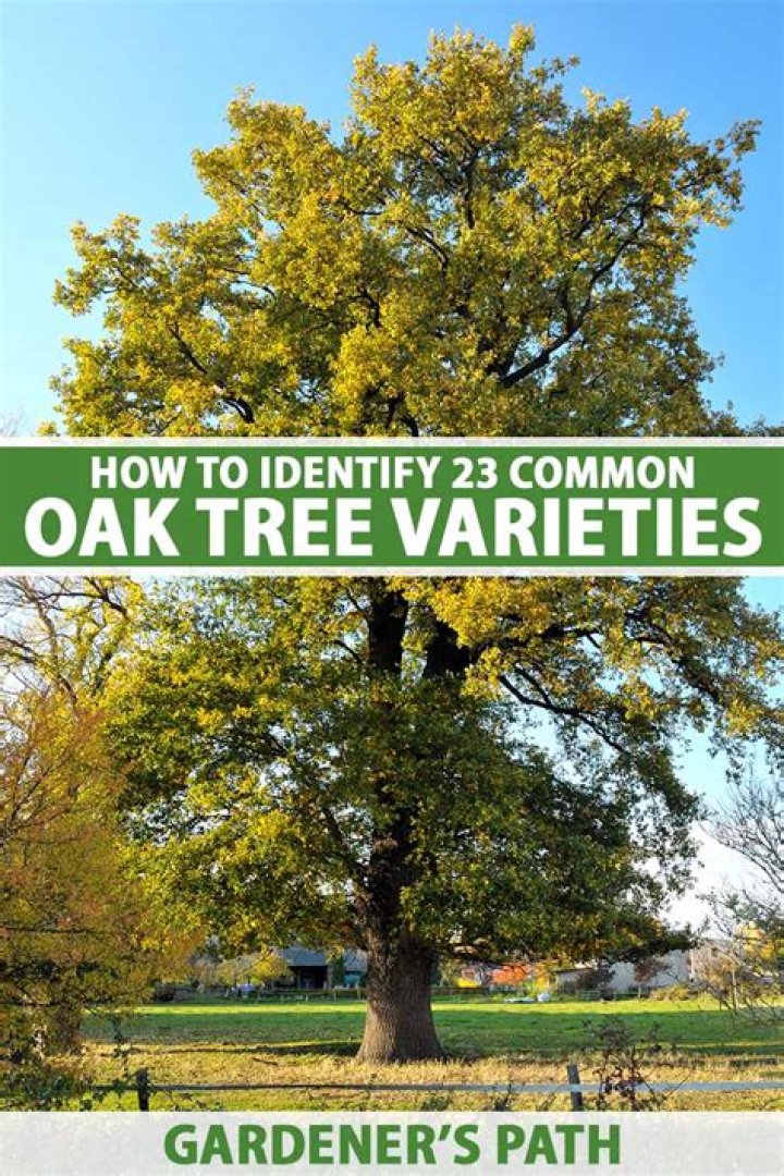 【How-to】What happens to the oak tree in winter