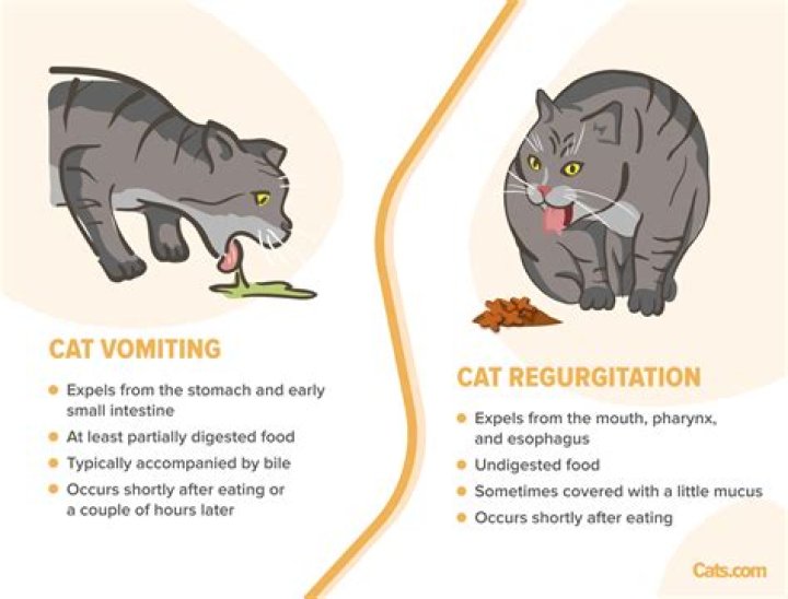 【How-to】What if my cat eats before surgery