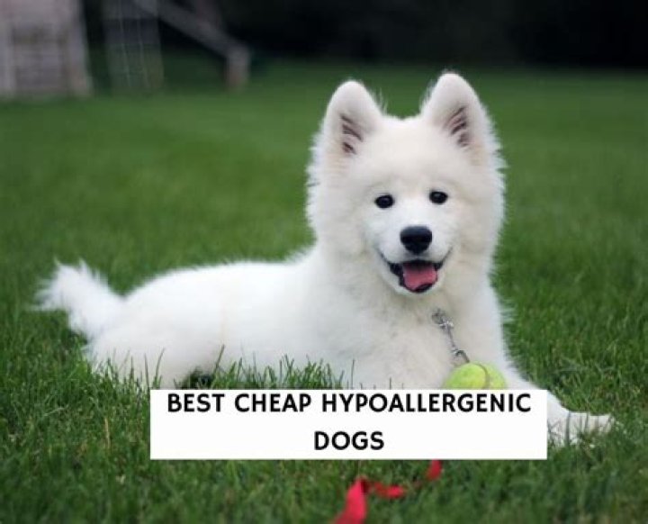 【How-to】What is the cheapest hypoallergenic dog breed