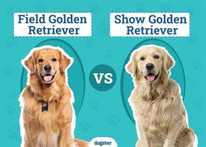 【How-to】What is the difference between a field guide and a game ranger