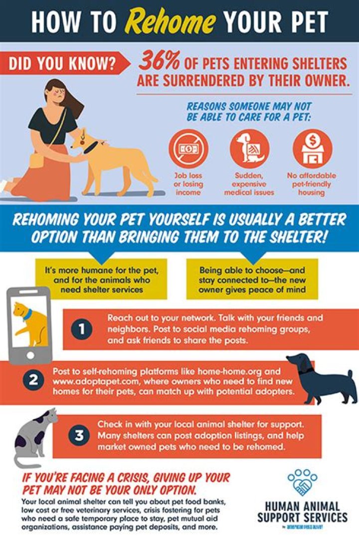 【How-to】What is the fastest way to rehome a dog