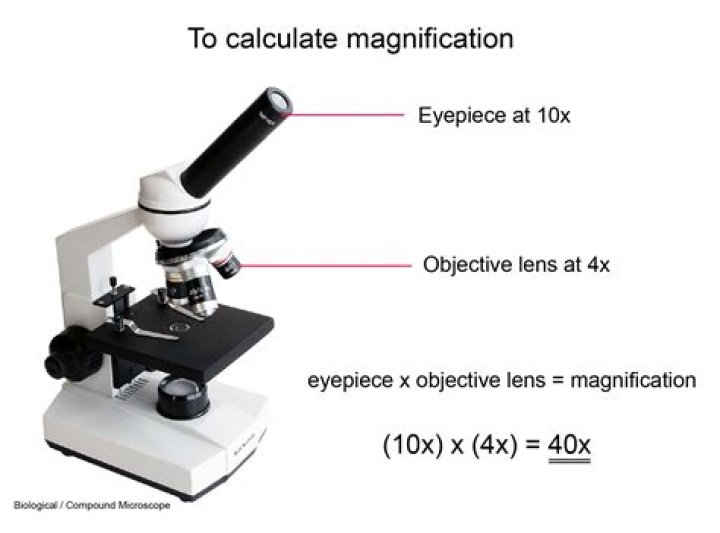 【How-to】What is the total magnification for each lens on a microscope with 15x oculars and objective lenses of the following