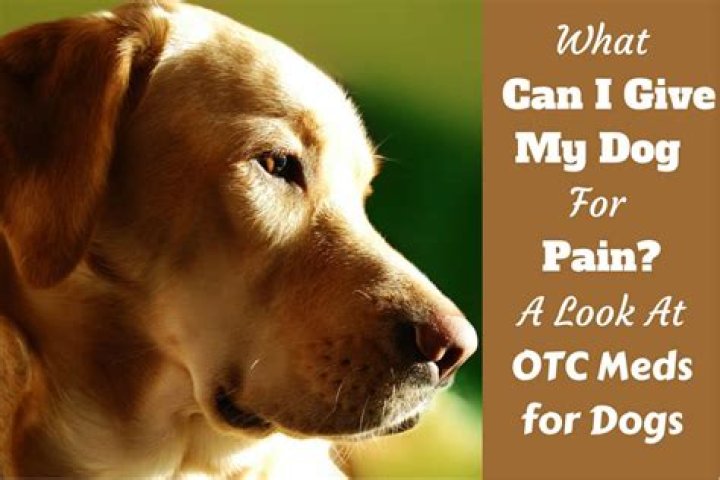 【How-to】What to give my dog for pain