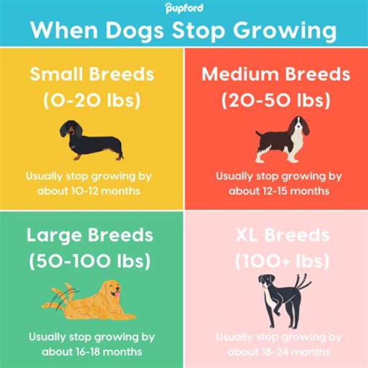 【How-to】When do dogs teeth stop growing