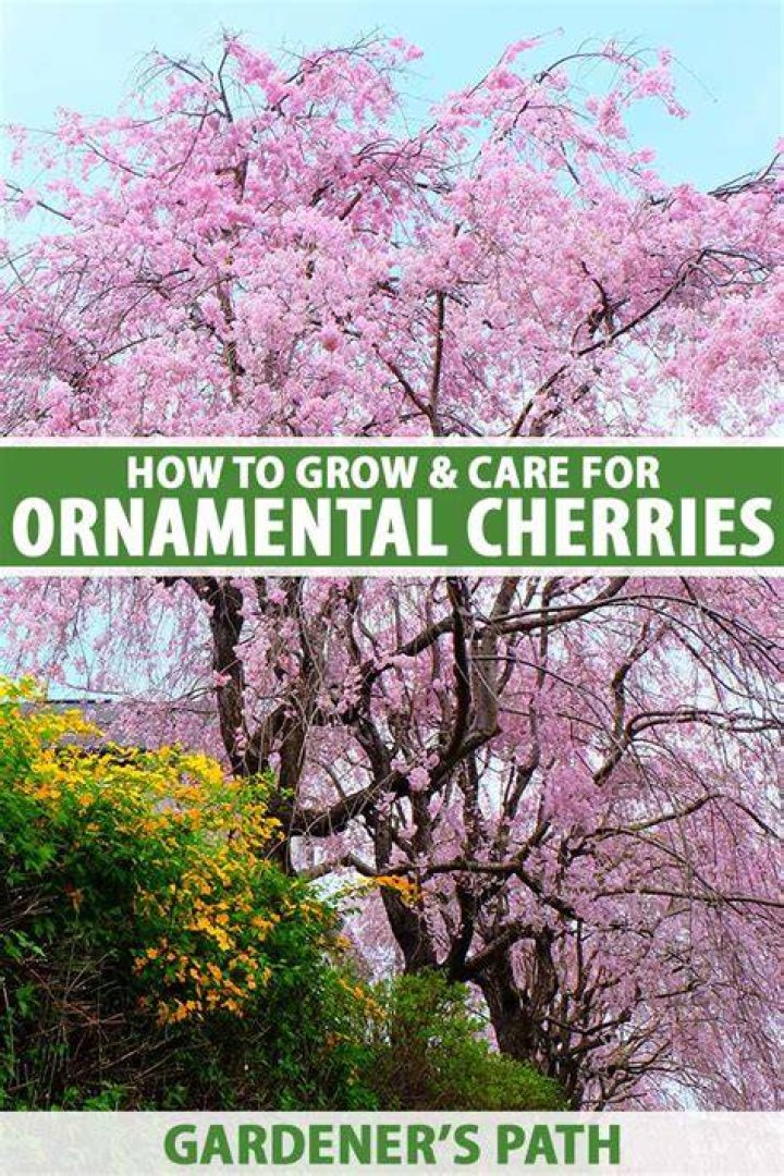 【How-to】Where can i buy a cherry blossom tree