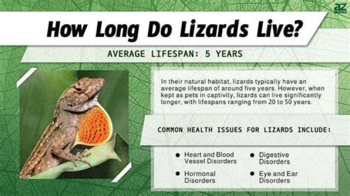 【How-to】Where do draco lizards live