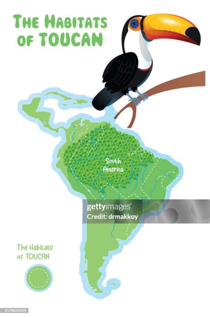 【How-to】Where do toucans live - Howto.org