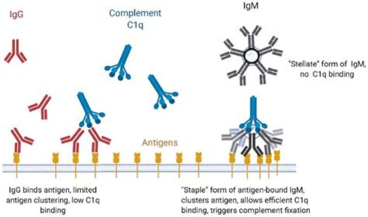 【How-to】Which part of immunoglobulin allows for complement fixation