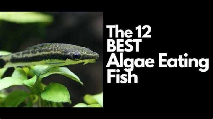 【How-to】Who eats algae - Howto.org