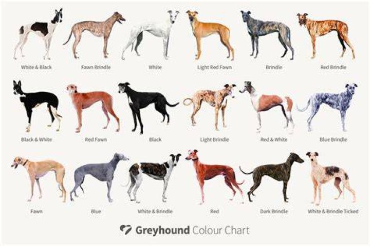 【How-to】Why are italian greyhounds so skinny