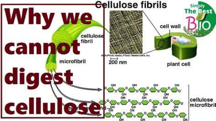 【How-to】Why can t humans digest cellulose