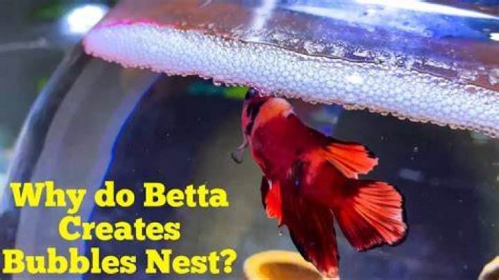 【How-to】Why is my betta fish blowing bubbles