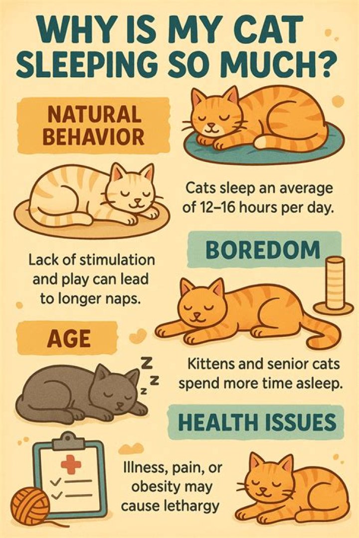 【How-to】Why is my cat sleeping so much