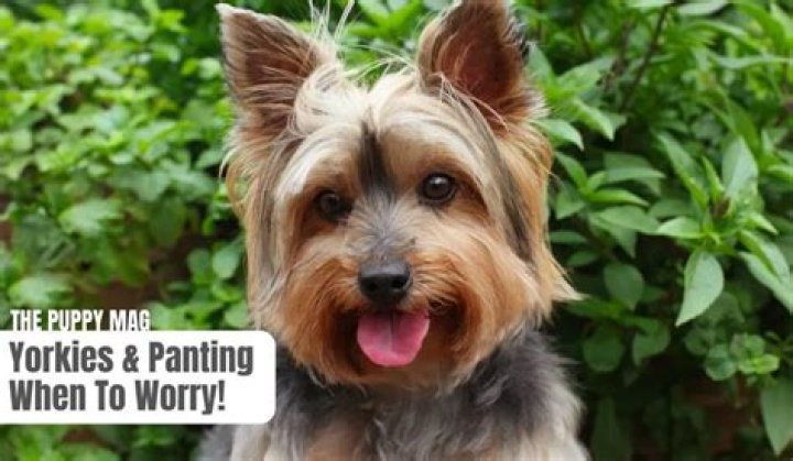 【How-to】Why is my yorkie shaking and panting