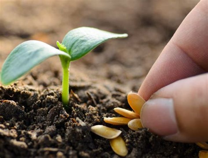 【How-to】Will a broken seed grow