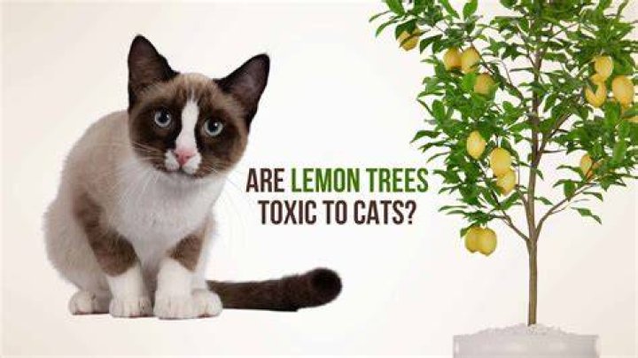 How toxic is lemon to cats?