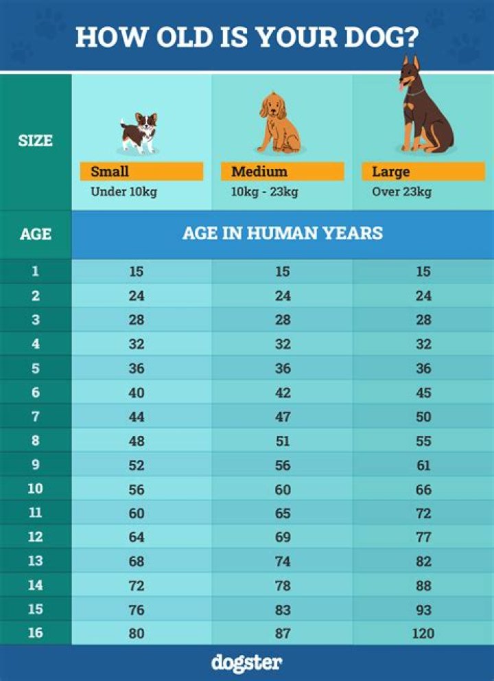 Is 15 years old for a dog?
