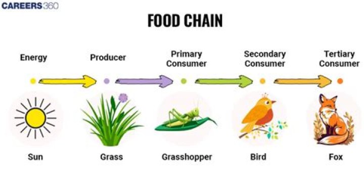 Is a Butterfly a consumer or producer?
