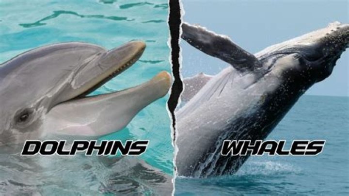 Is an or a whale or dolphin?