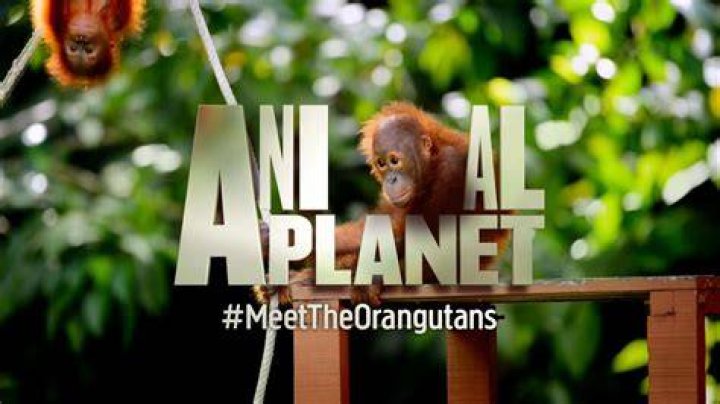 Is Animal Planet on YouTube TV?