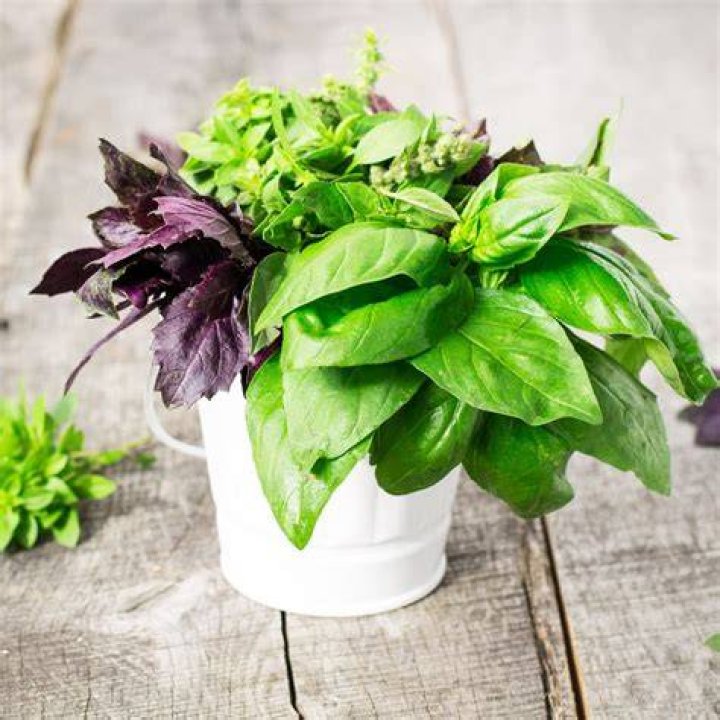 Is Basil related to Altair?