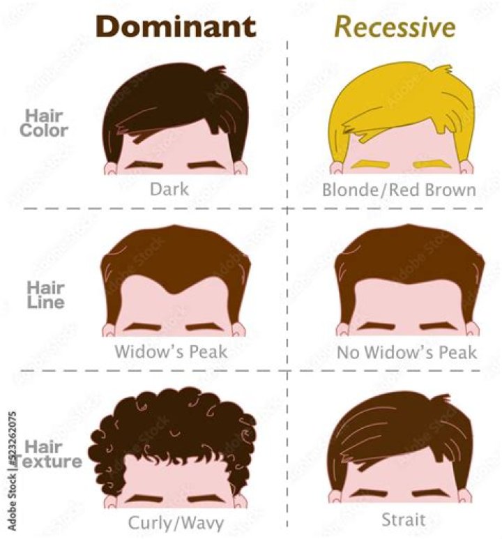 Is being hairy dominant or recessive?