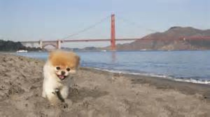 Is Boo the dog dead?