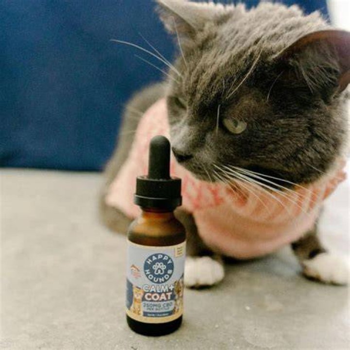 Is CBD OK for cats?