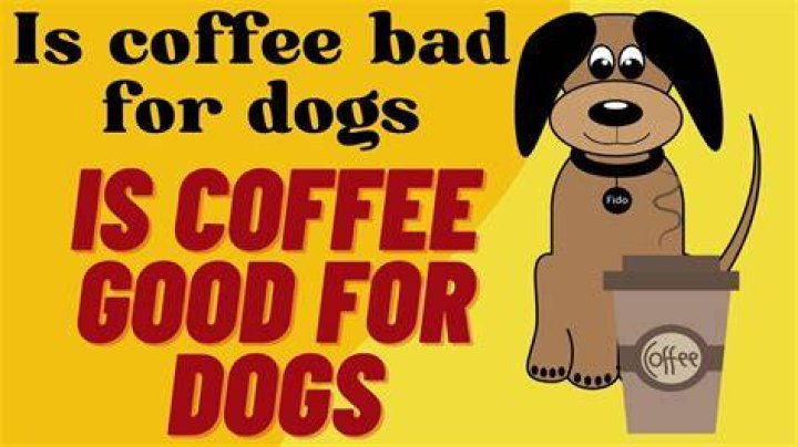 Is coffee good for dogs?