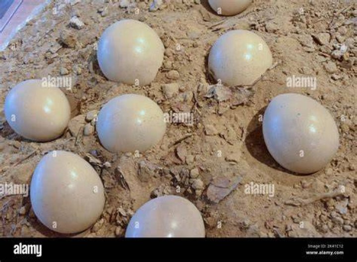 Is dinosaur egg still there?