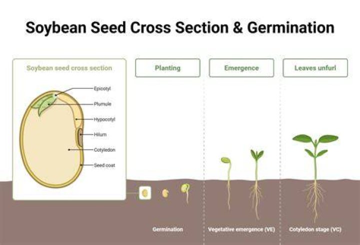 Is germination of seed is known as sprouts?