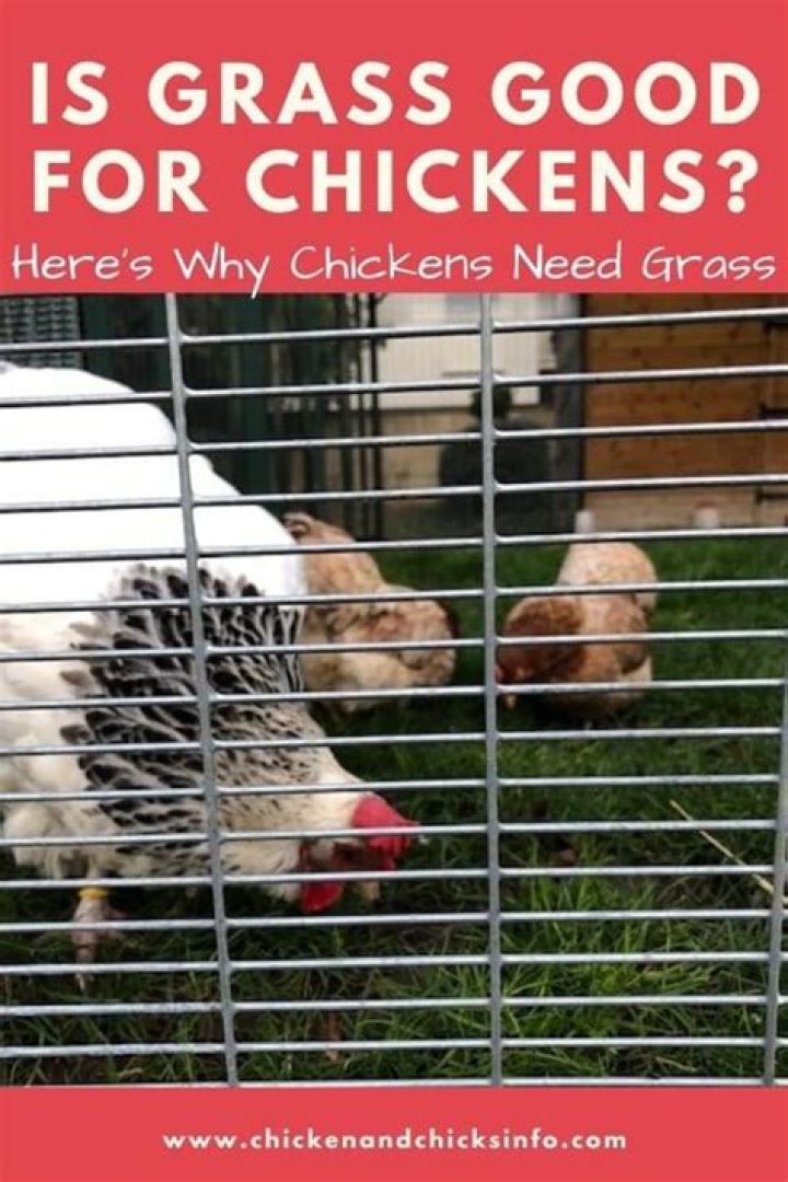 Is grass good for chickens?