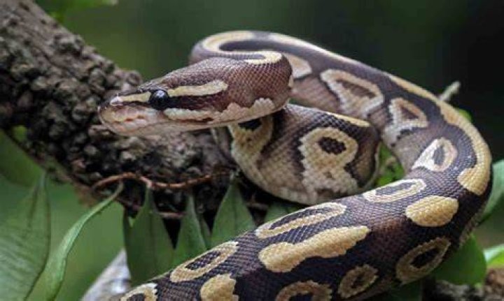 Is having a pet snake worth it?