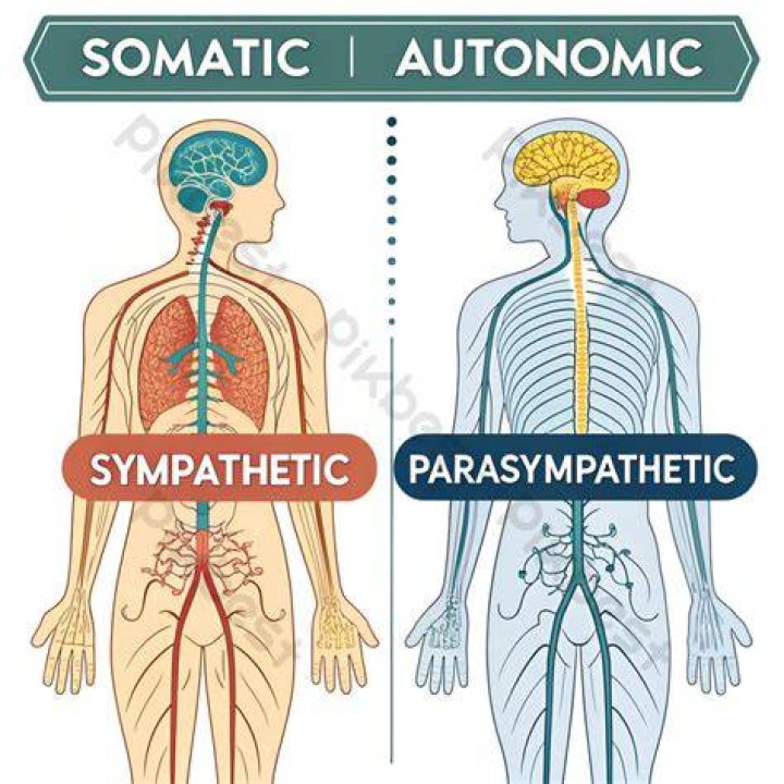 Is heart beating somatic or autonomic?