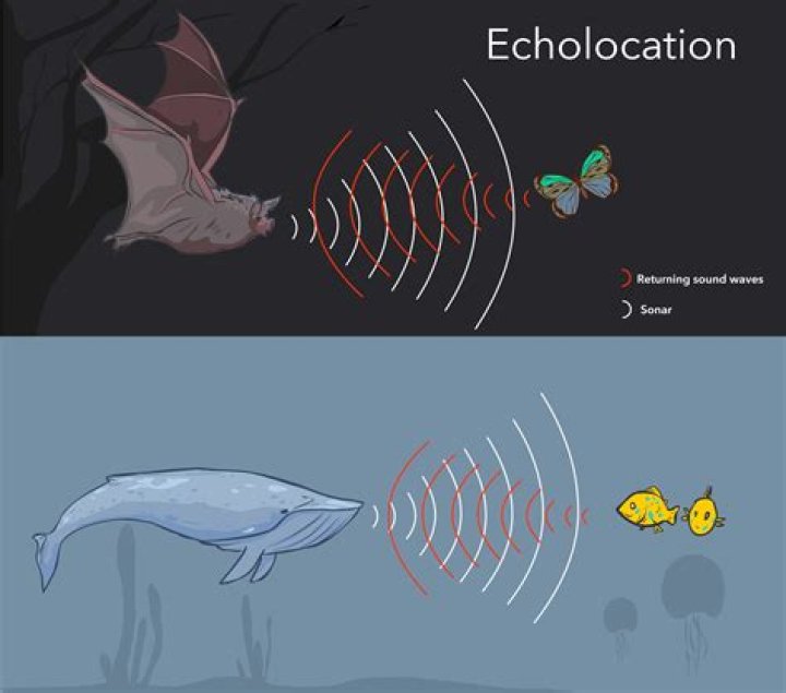 Is human echolocation possible?