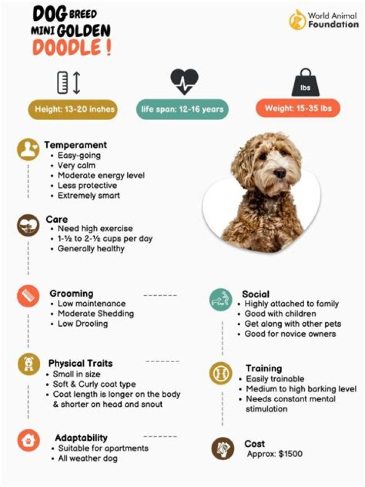 Is it bad to get a Goldendoodle?