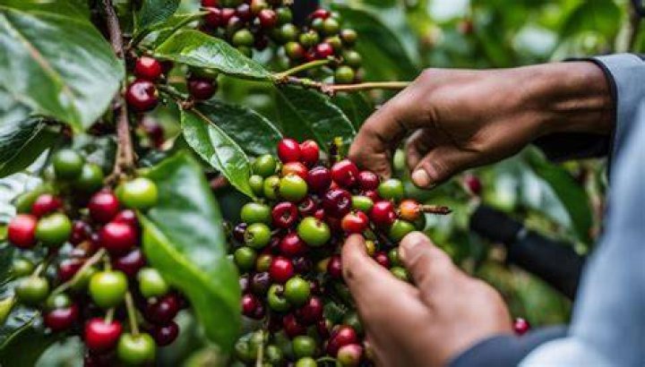 Is it handpicked or hand picked?