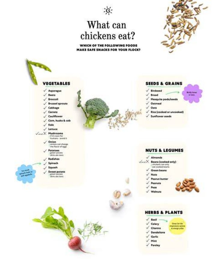 Is it OK for chickens to eat chicken?