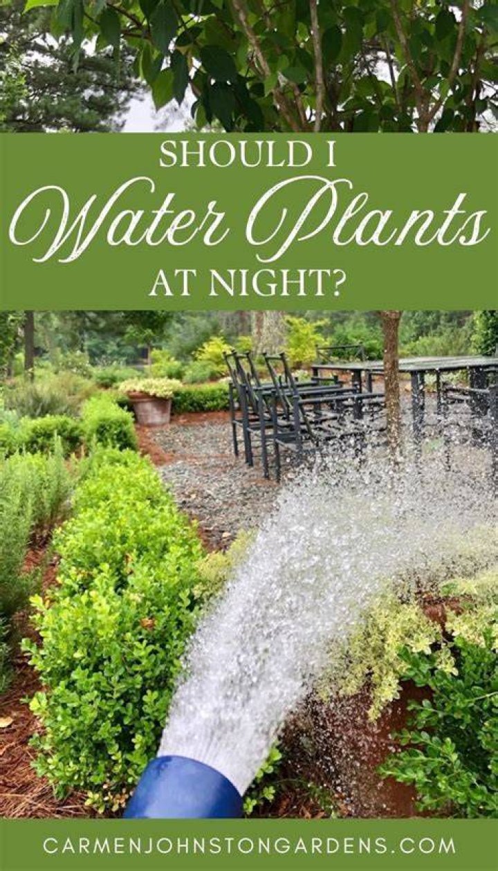 Is it OK to water tomato plants at night?